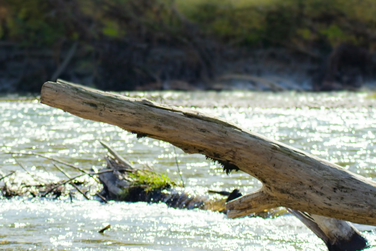 Tronco di legno con fiume luccicante sullo sfondo